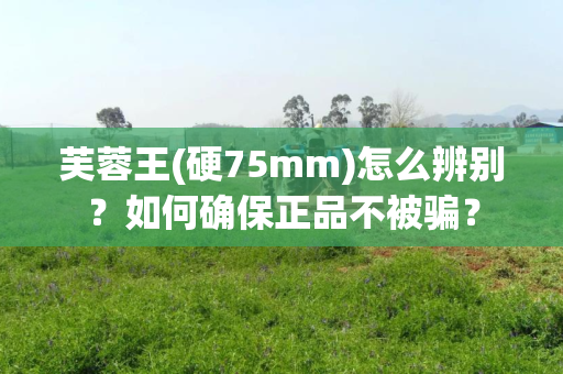 芙蓉王(硬75mm)怎么辨别？如何确保正品不被骗？
